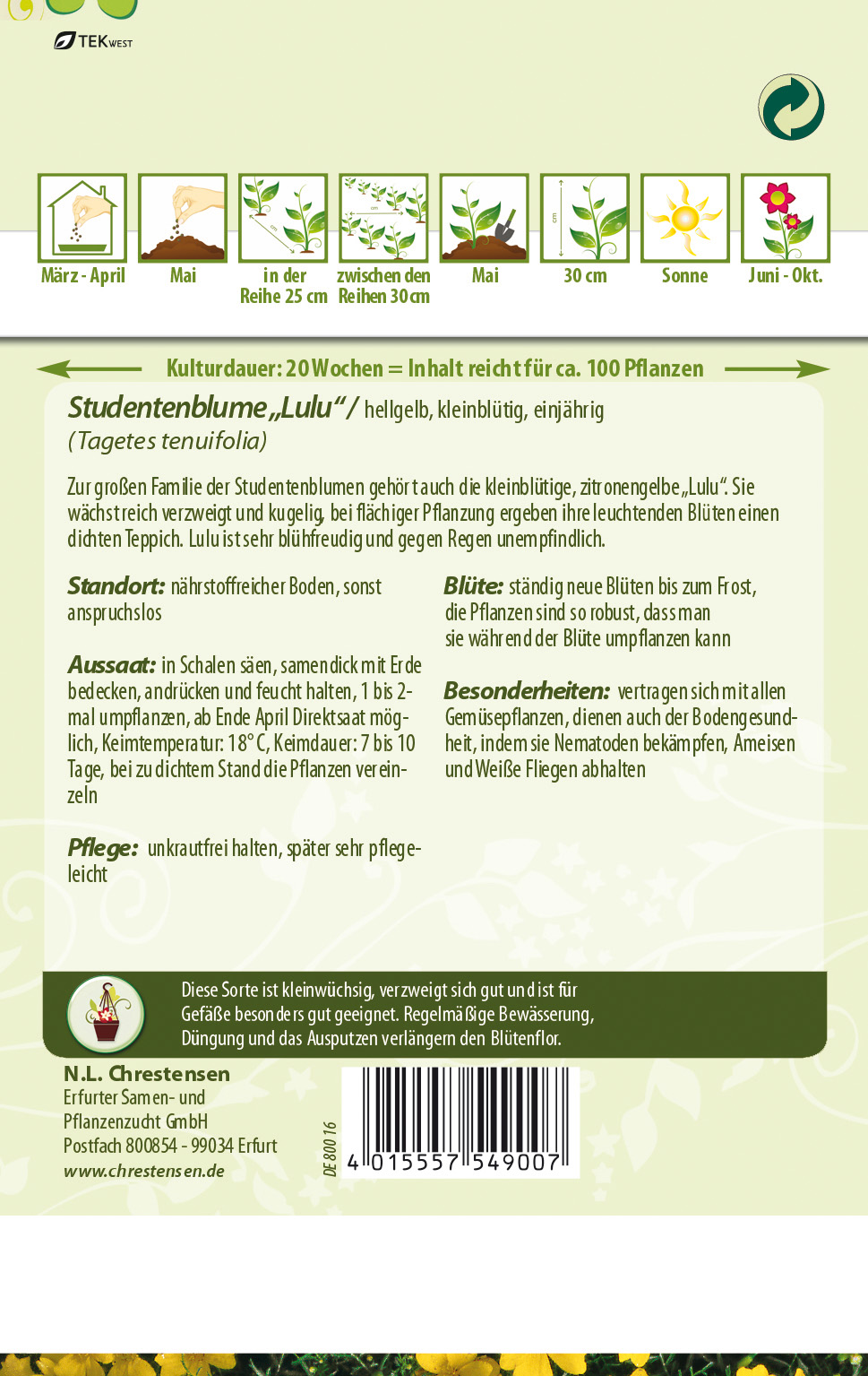 Tagetes tenuifolia Studentenblume - Lulu, kleinblütig, hellgelb