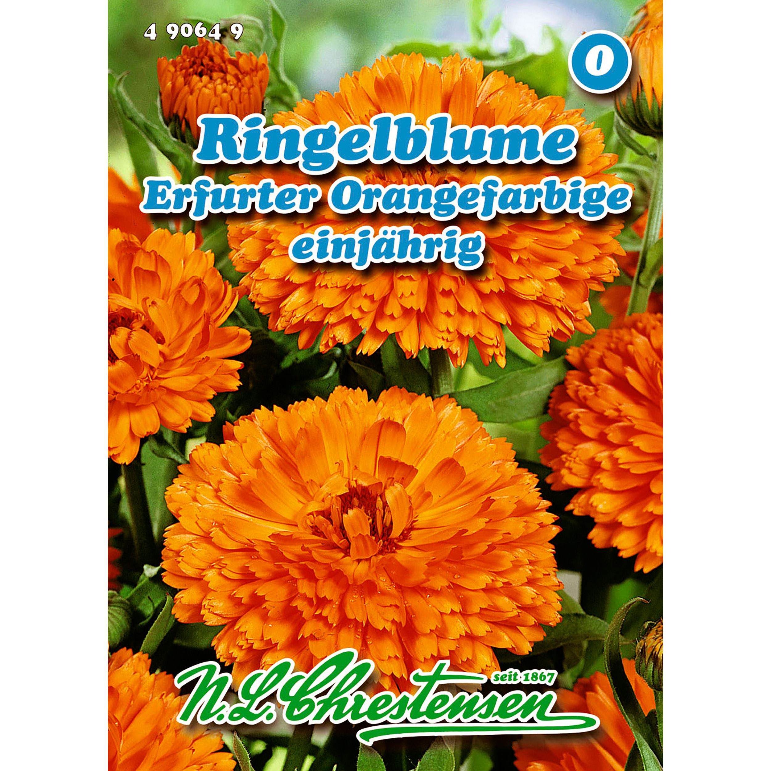Ringelblume, Erfurter Orangefarbige