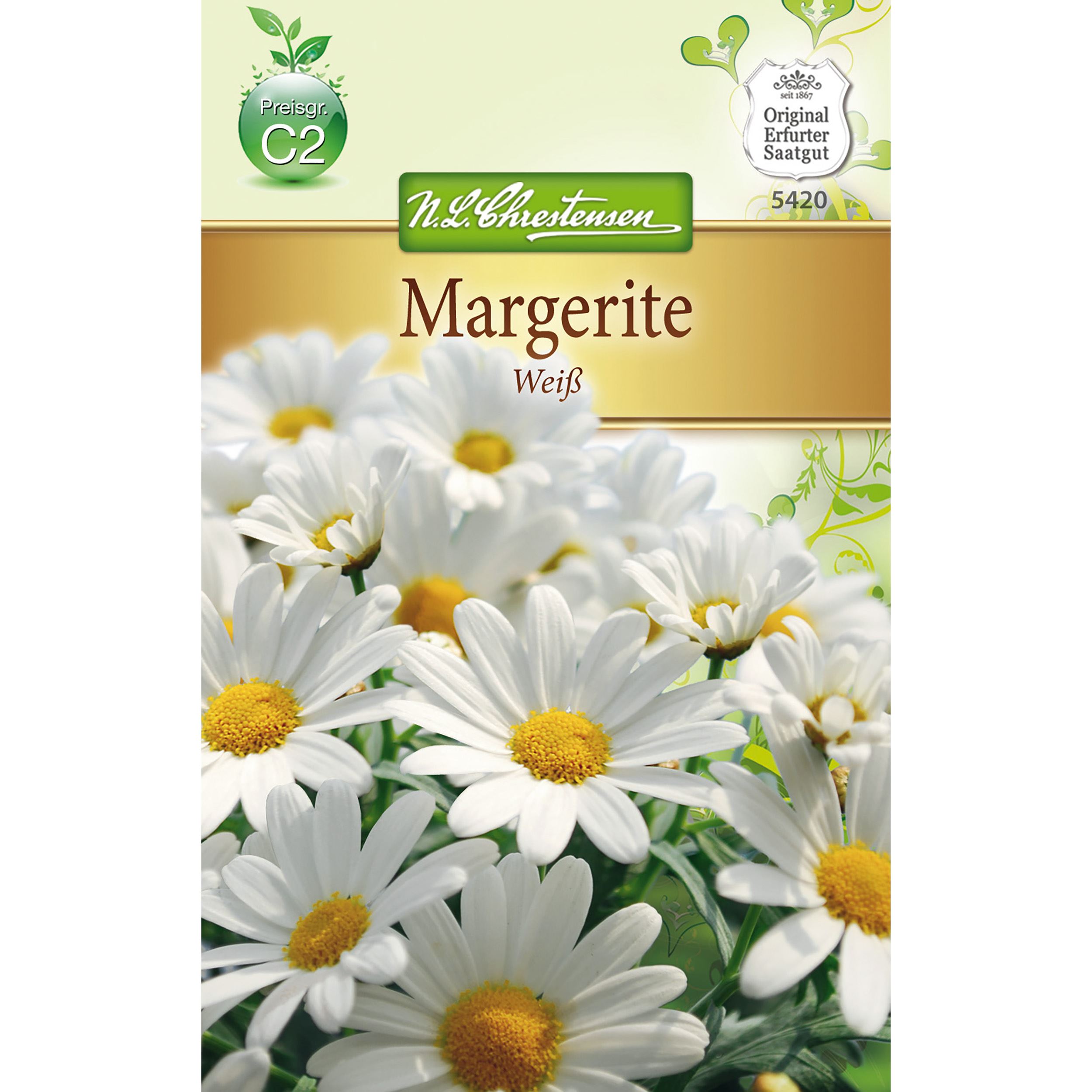 Chrysanthemum Margerite, weiß